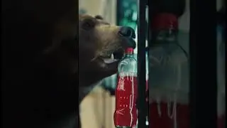 Bear Walks Into A Grocery Store