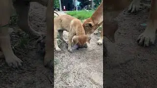 Puppy and dog attack kittens 🐶🐱 #shorts #cat #dog #animals #cuteanimal #catlover #doglover