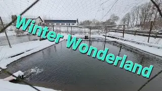 Viel Schnee und endlich genug Wasser Winter 2026 bei der Teichanlage + Forellen füttern 