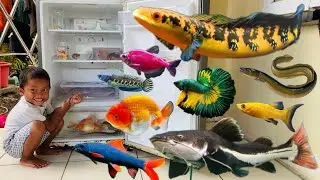 Finding Ornamental Fish in the Refrigerator: Catfish, Eels, Koi, Goldfish, Pleco Fish, Glofish