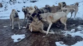 BU KÖPEK ARTIK BİZİ CANIMIZDAN BEZDİRDİ BABAM VE BEN AYIRANA KADAR PERİŞAN OLDUK