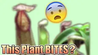 Carnivorous Plant with TEETH! Rare Nepenthes Unboxing & Repotting Guide