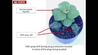 Overcoming PGR Overdoses
