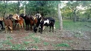 Damara Rams  #sheep #agriculture #farming
