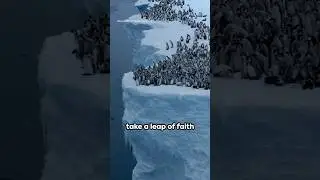 Secrets of the Ice: The Mysterious Leap of the Emperor Penguins #antarcticadventure #penguinplunge