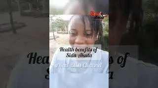 benefits of Sida Acuta #100shorts2024 #health #herbal #healthylifestyle #healthy #herbal #herbs #fyp