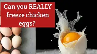 Можно ли ДЕЙСТВИТЕЛЬНО заморозить куриные яйца? Лучший способ раскрыт!