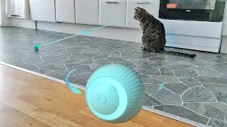 Обзор умной интерактивной игрушки для кошек🥎