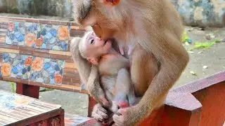 Very Sweet ! Little baby monkey NIKO get kiss from Mom - when Mother give milk to baby with love
