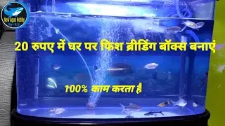 Fish Breeding Box (Molly/Platy/Guppy)