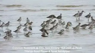 Common Redshank, Tibetan Sand Plover & Terek Sandpiper @ Chiu S C DSCN9385