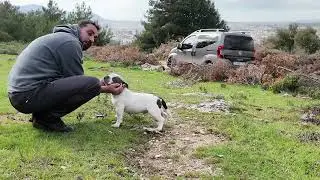 AMERİKAN BULLY YAVRUMUZ İLK KEZ SOKAĞA ÇIKIYOR SİMBA AZEM KARDEŞE BABALIK YAPTI