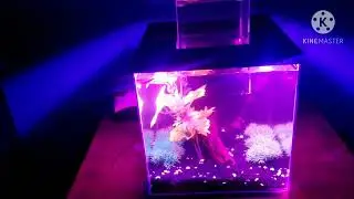 Настройка Top Fin Escape