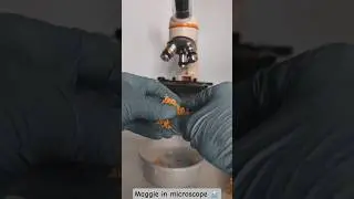 Maggie in microscope 🔬#MicroscopicWorld #UnderTheMicroscope #ScienceShots #MicroscopicLife #Shorts