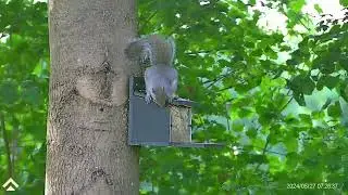 Grey squirrel control with Arken Zulus & Weihrauch HW100KT