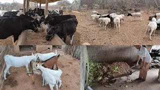 VEJA MEU DIA A DIA NA FAZENDA NOVA QUANDO EU NÃO SAIO PRA GRAVAR FORA !!!!