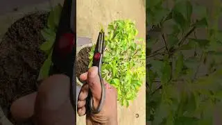 Making Bonsai Tree #bonsai #tree #pruning