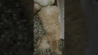 cat sleeping pattern #cat #cutecats #kitten #shorts #sleep #pets #love #billi #youtube #cat #funny