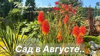 Что цветёт в моём саду в начале августа 💐 Обзорная прогулка 💐Was bl&uuml;ht in meinem Garten im August 💐