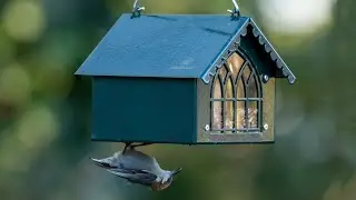 Best Bird Feeder to Attract Backyard Birds | Kingsyard Suet Feeder | Squirrel Proof Feeder