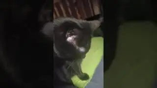 Gespr&auml;ch mit Kater Timmy aka Quietschie