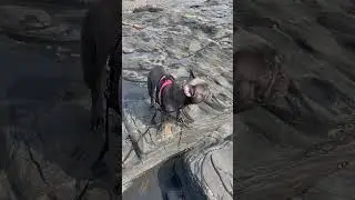 Barking French Bulldog