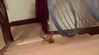 Woody The Ragdoll