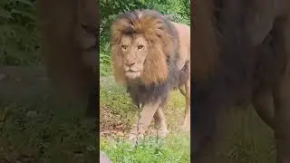 Makhulu was the oldest and a prominent member of the Mapogo lion coalition, a group of six males