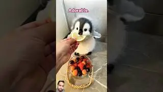 cute penguin #cute #animals #penguin #pet
