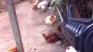 shooting a chicken with my rifle (airsoft not real one lol)