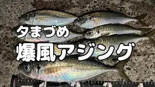 夕まづめ爆風アジング