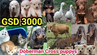 GSD 3000🚨Doberman cross puppys🔥Rott|Lab|dash|ആട് |Cat|Dogs sale malayalam |Pets low price |D4'DREAMS
