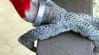 Bird Leg Band Identification | Bird ID