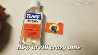 How to kill crazy ants easy.