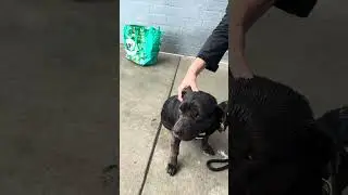 NEW A5687734 Jazz | Staffordshire Terrier