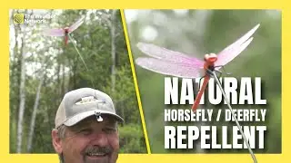 Dragonfly Inspires Canadian Bug Repellent Invention