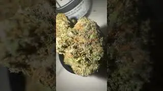 TheTenCo - Blue Sherb Runtz