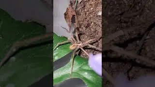 Huntsman spider closeup,  heteropoda venatoria, Florida huntsman
