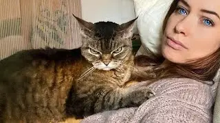 Самый драматичный кот на свете 😂 Вы не поверите!
