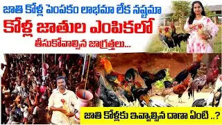నాటు కోళ్లు జాతి కోళ్ల పెంపకం లాభమా లేక నష్టమా | Jathi kodi farming telugu | Country Chicken Farming