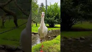 White STORK 🤍 #birds #animals