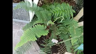 Garden Answer: Polystichum Setiferum   Soft Shield Fern