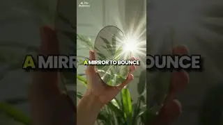 Can a plant grow with just a mirror #PlantScience #Photosynthesis #MirrorExperiment #PlantTok #viral