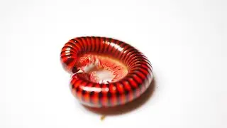 Centrobolus fulgidus