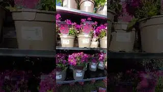 outdoor plants #b&m store #20, Marach #2025