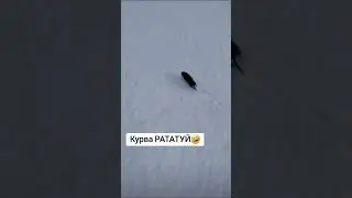 польский рататуй 