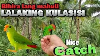 Bibihira lang mahuli mga lalaking kulasisi #birds #hunting #animals #hunter