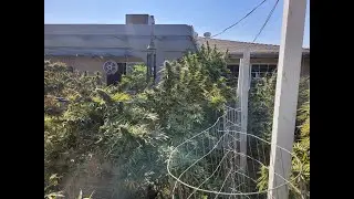 Harvest Time Baby - Oct 1, 2021  Rando's Back Yard Cannabis Grow