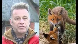 'What the actual F' Chris Packham fumes over foxes 'ripped to pieces' in Twitter rant