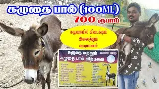 கழுதை வளர்ப்பு | கழுதைப்பால் லி 6000 | கழுதை பால், லத்தி, கோமியம்! அனைத்தும் விற்பனை | 95784 75516